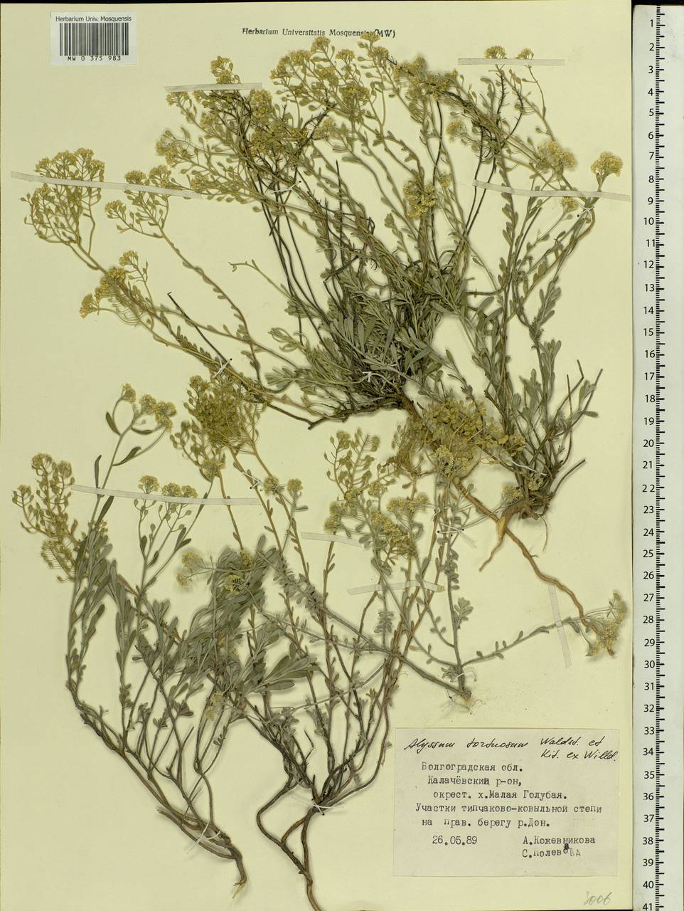 Odontarrhena tortuosa subsp. tortuosa, Eastern Europe, Lower Volga region (E9) (Russia)