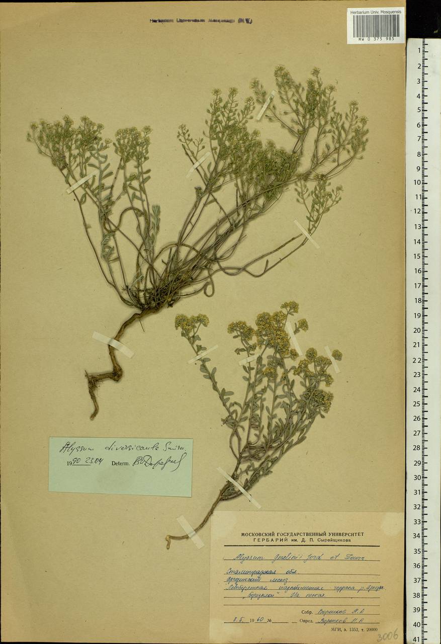Odontarrhena tortuosa subsp. tortuosa, Eastern Europe, Lower Volga region (E9) (Russia)