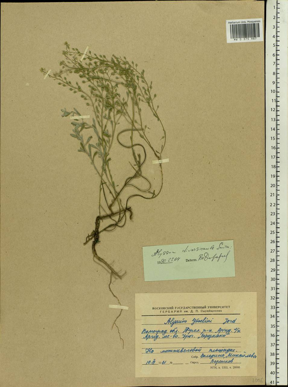 Odontarrhena tortuosa subsp. tortuosa, Eastern Europe, Lower Volga region (E9) (Russia)