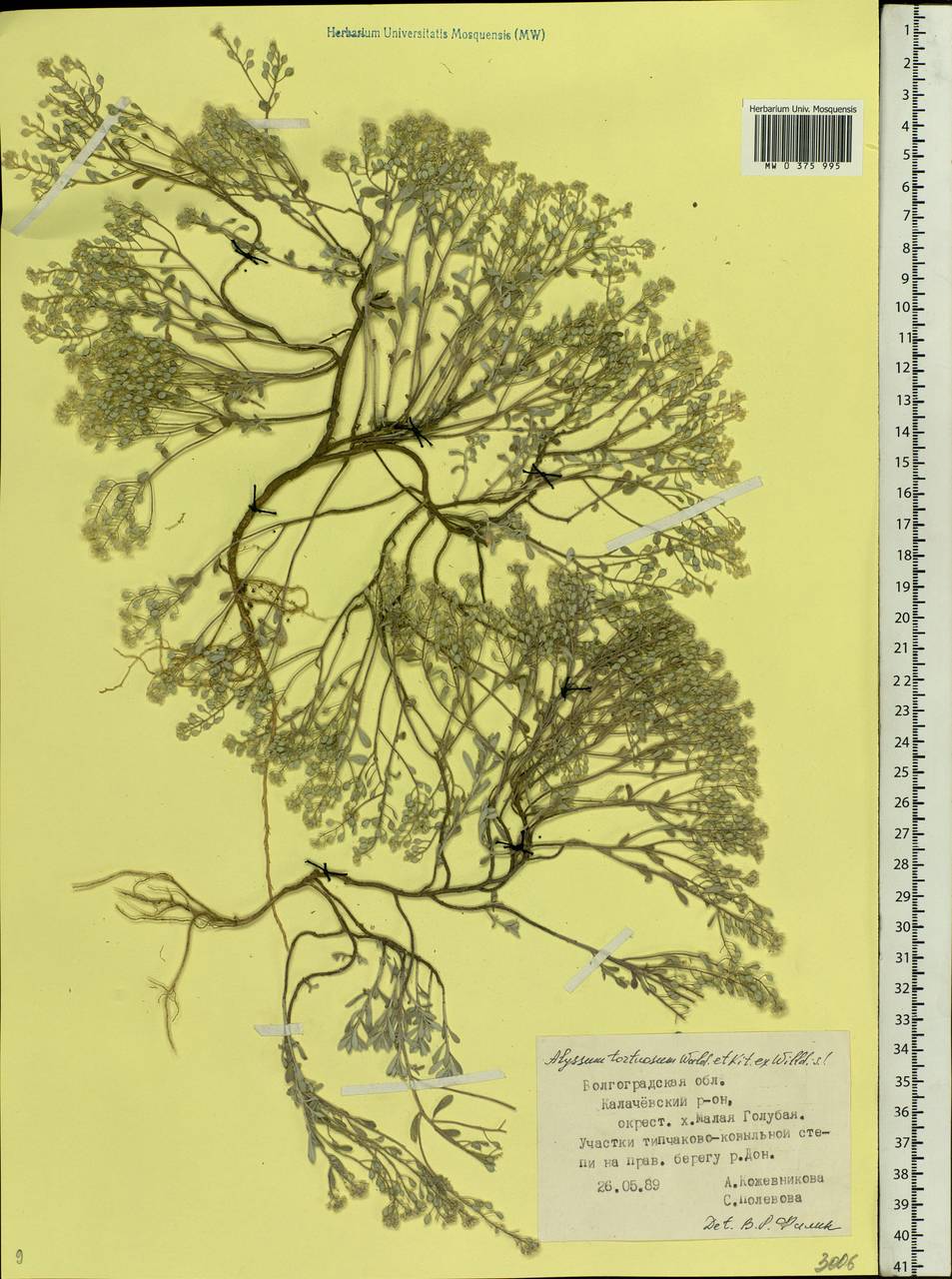 Odontarrhena tortuosa subsp. tortuosa, Eastern Europe, Lower Volga region (E9) (Russia)