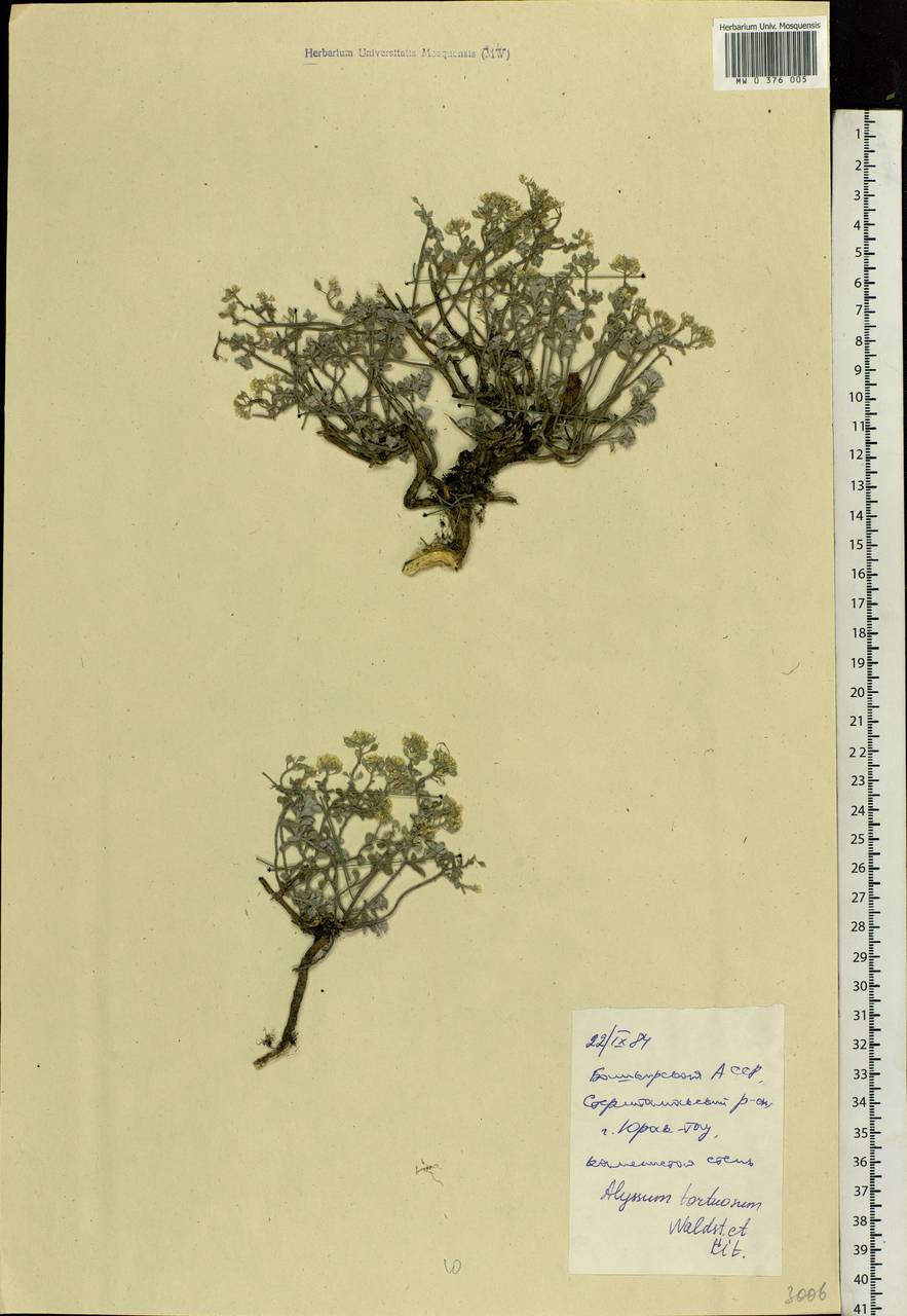 Odontarrhena tortuosa subsp. tortuosa, Eastern Europe, Eastern region (E10) (Russia)