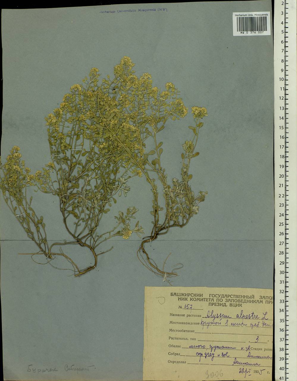 Odontarrhena tortuosa subsp. tortuosa, Eastern Europe, Eastern region (E10) (Russia)