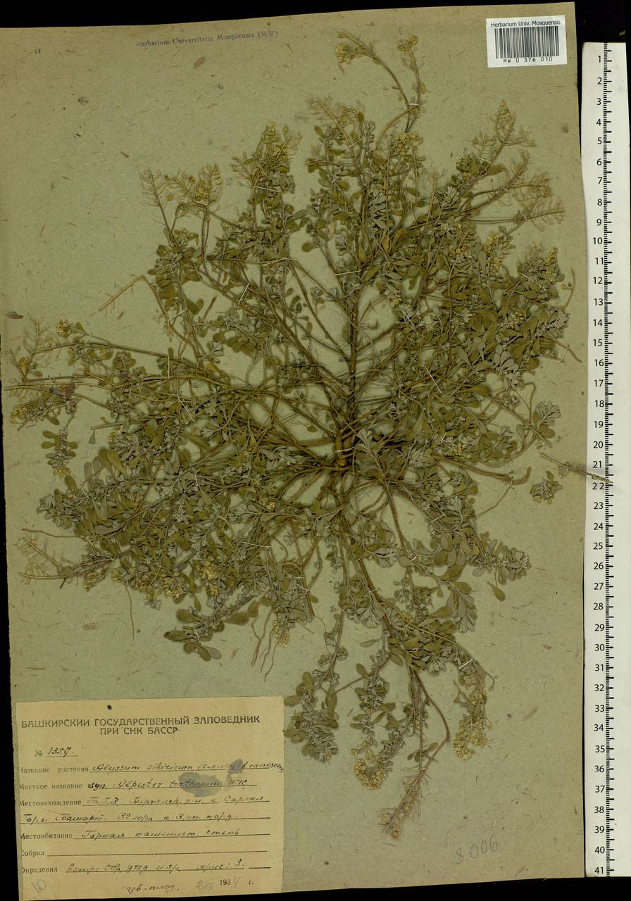 Odontarrhena tortuosa subsp. tortuosa, Eastern Europe, Eastern region (E10) (Russia)
