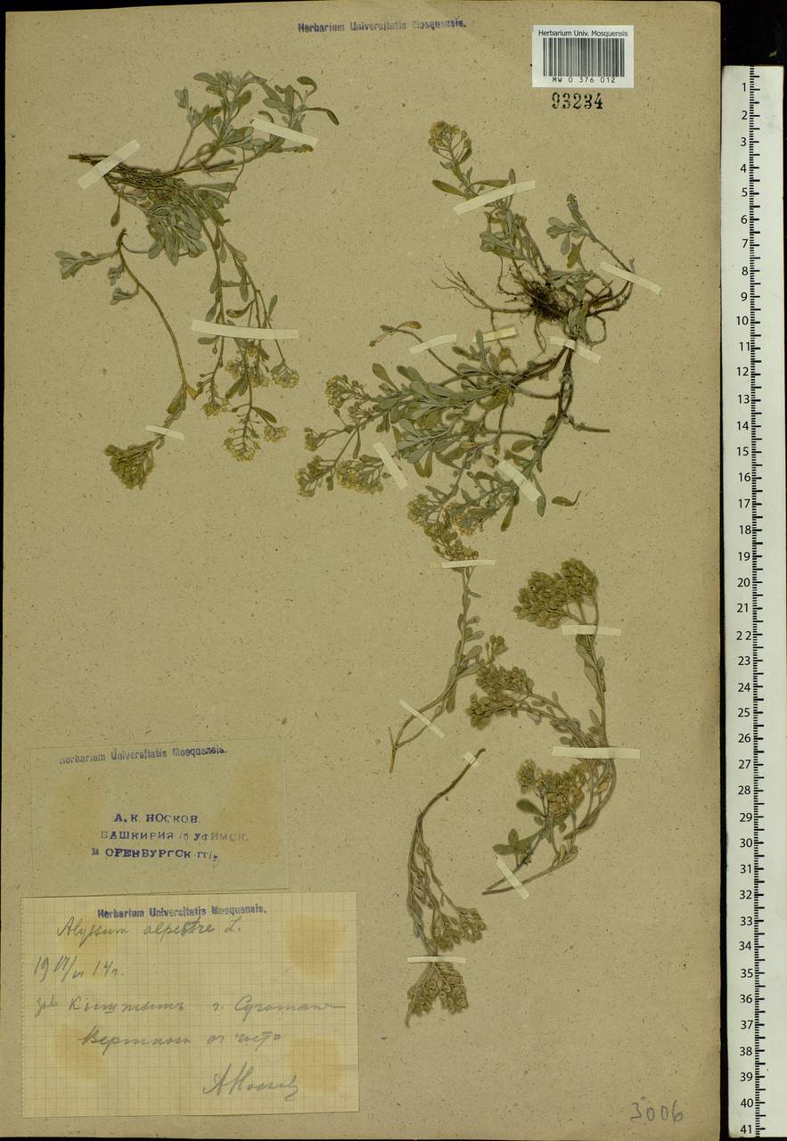 Odontarrhena tortuosa subsp. tortuosa, Eastern Europe, Eastern region (E10) (Russia)
