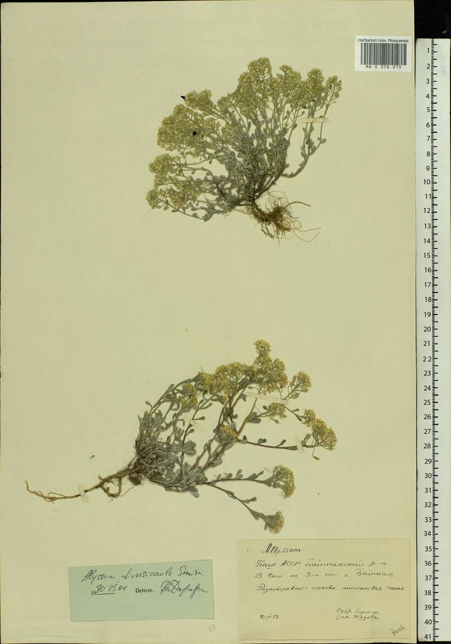 Odontarrhena tortuosa subsp. tortuosa, Eastern Europe, Eastern region (E10) (Russia)