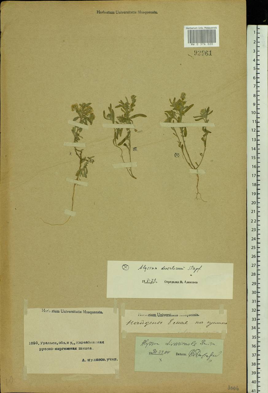 Odontarrhena tortuosa (Waldst. & Kit. ex Willd.) C.A.Mey., Middle Asia, Caspian Ustyurt & Northern Aralia (M8) (Kazakhstan)