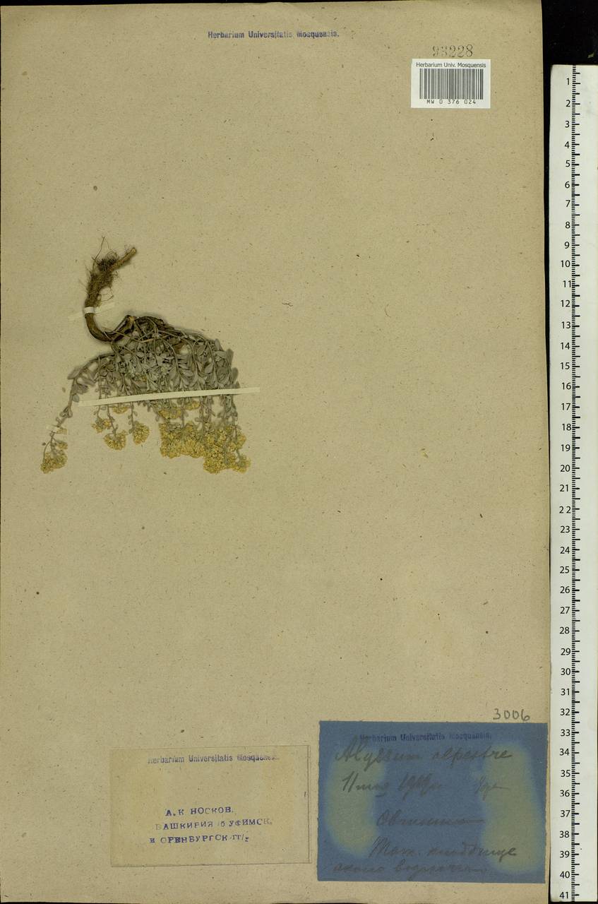 Odontarrhena tortuosa subsp. tortuosa, Eastern Europe, Eastern region (E10) (Russia)