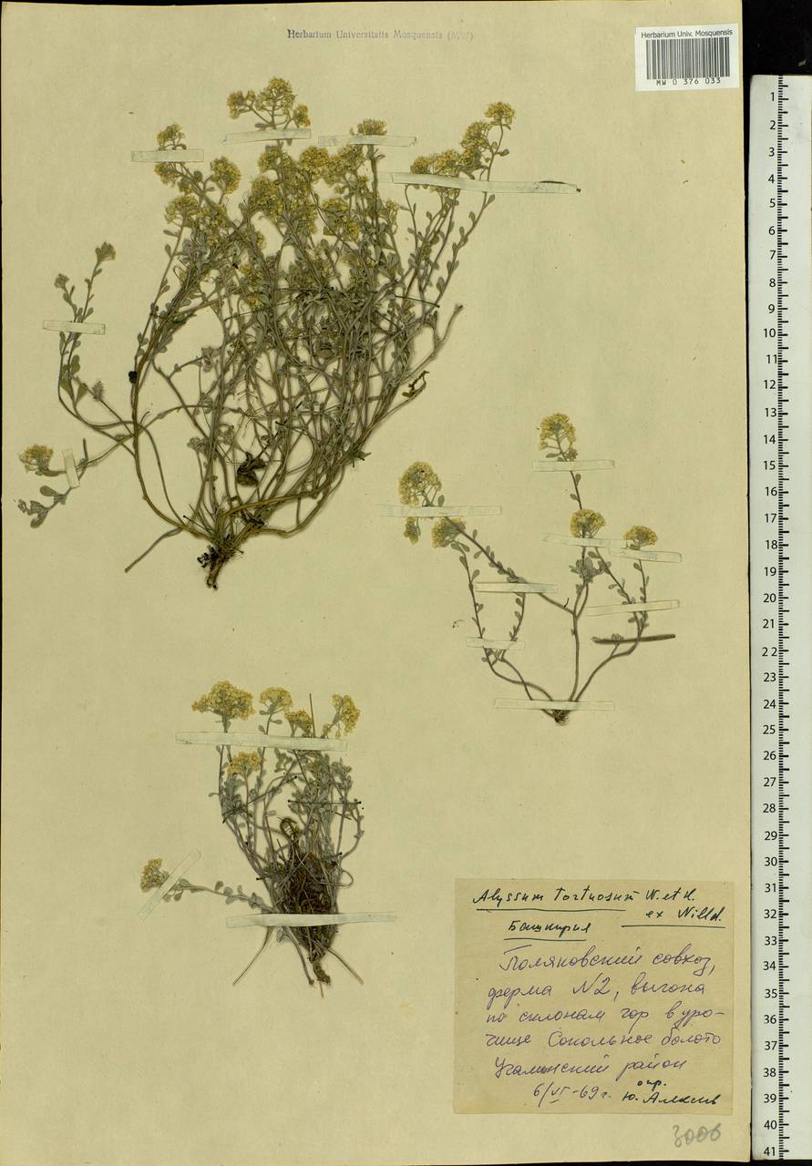 Odontarrhena tortuosa subsp. tortuosa, Eastern Europe, Eastern region (E10) (Russia)