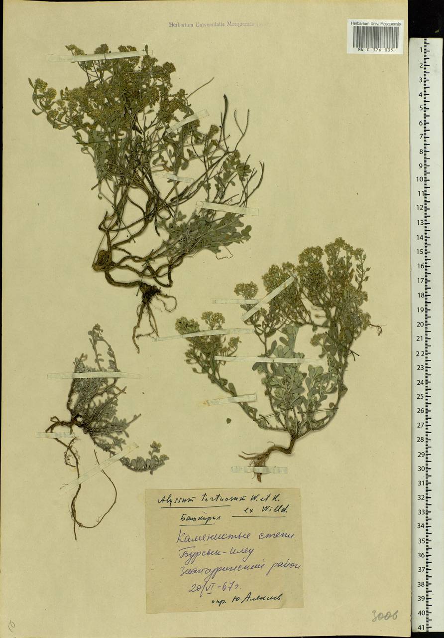 Odontarrhena tortuosa subsp. tortuosa, Eastern Europe, Eastern region (E10) (Russia)