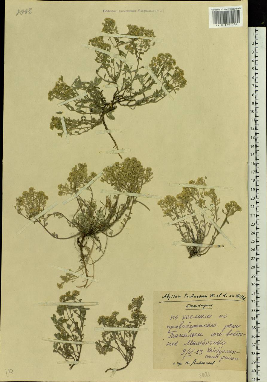 Odontarrhena tortuosa (Waldst. & Kit. ex Willd.) C.A.Mey., Eastern Europe, Eastern region (E10) (Russia)