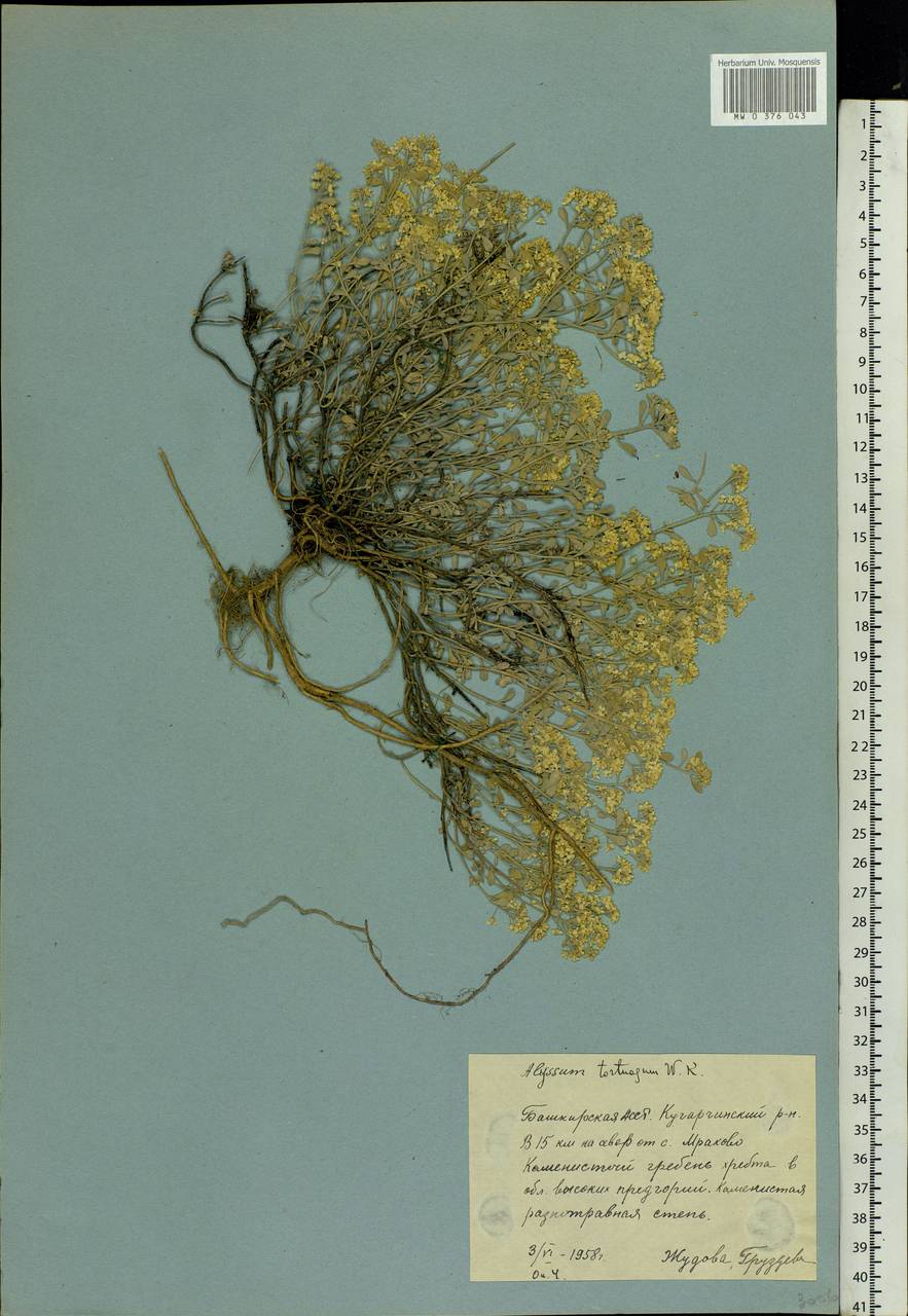 Odontarrhena tortuosa subsp. tortuosa, Eastern Europe, Eastern region (E10) (Russia)