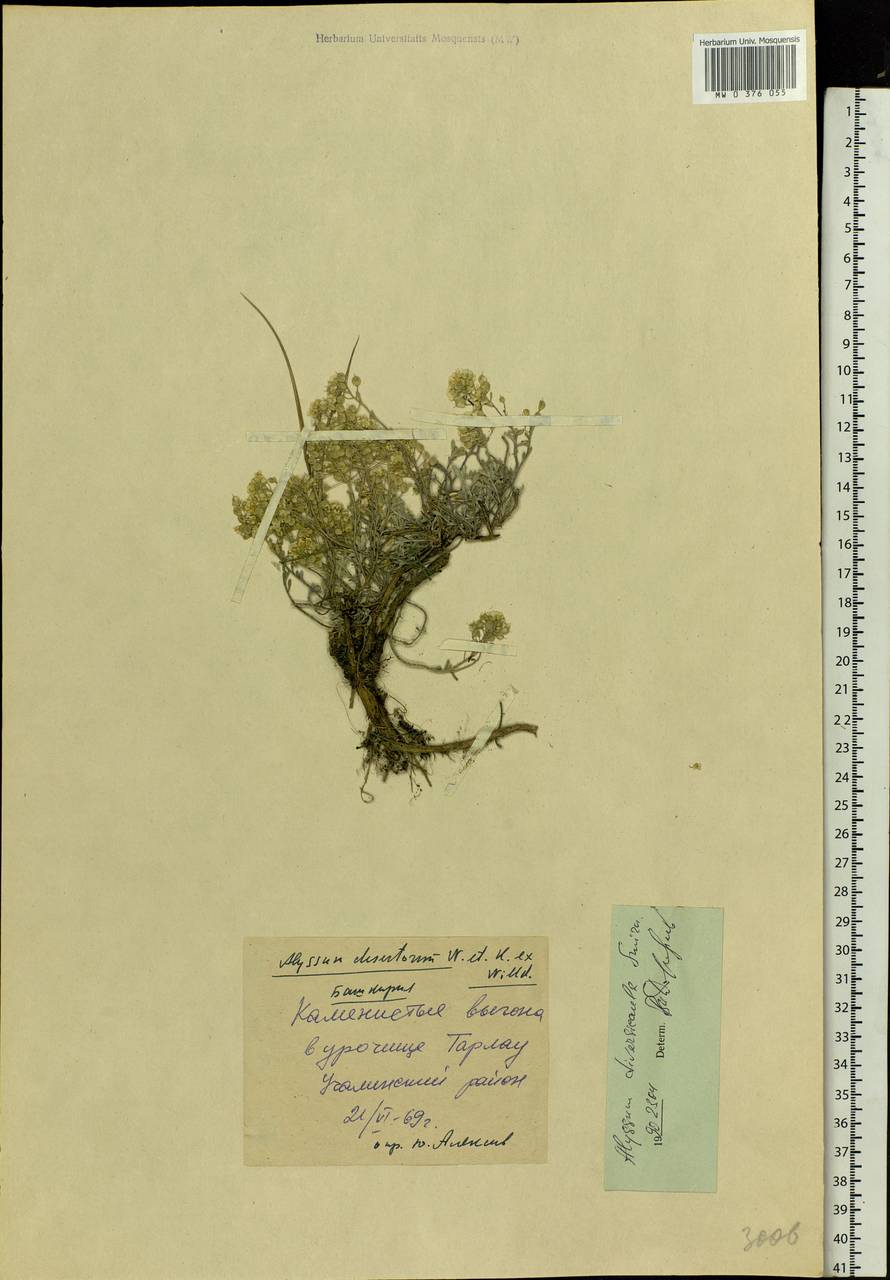 Odontarrhena tortuosa subsp. tortuosa, Eastern Europe, Eastern region (E10) (Russia)