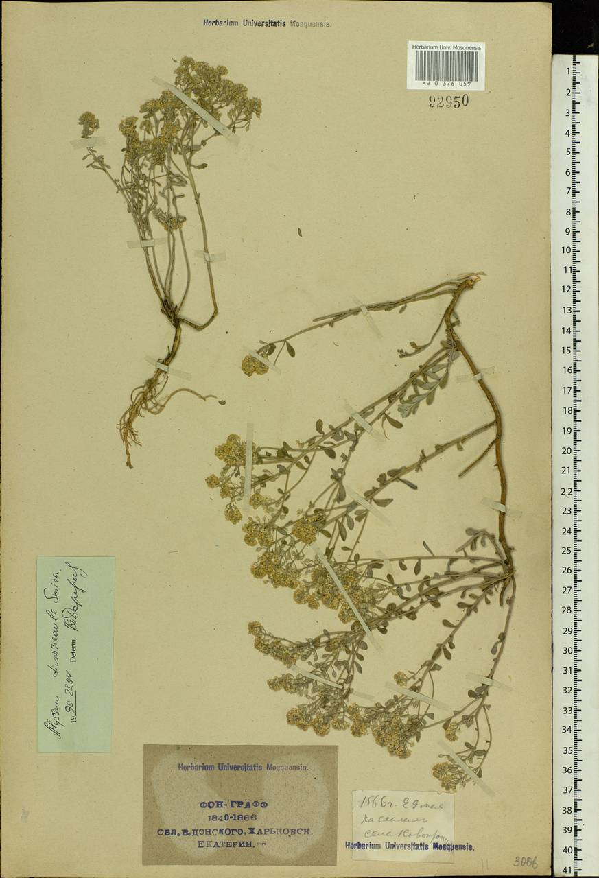 Odontarrhena tortuosa subsp. tortuosa, Eastern Europe, North Ukrainian region (E11) (Ukraine)