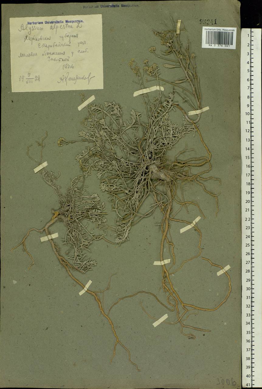 Odontarrhena tortuosa subsp. tortuosa, Eastern Europe, North Ukrainian region (E11) (Ukraine)