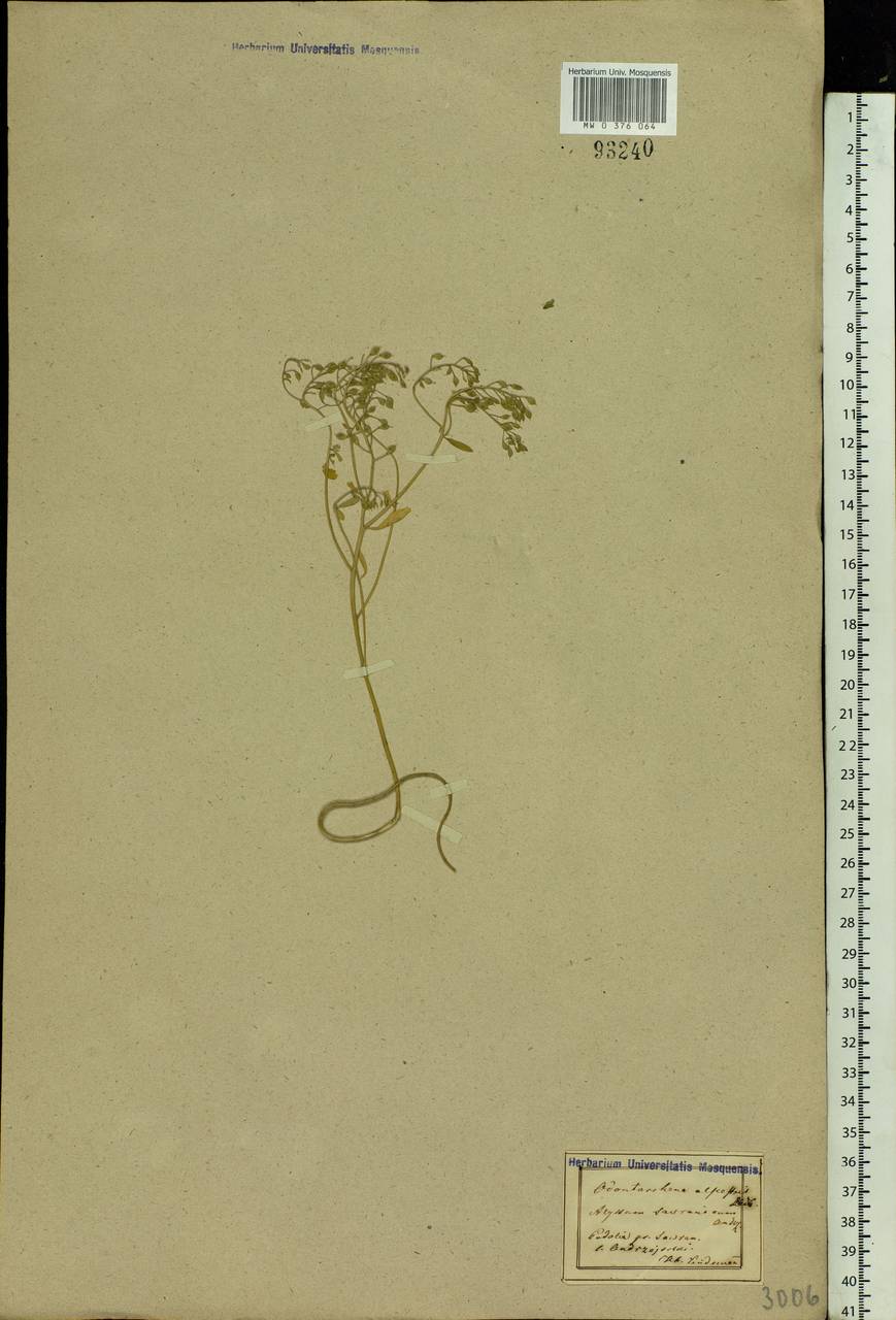 Odontarrhena tortuosa (Waldst. & Kit. ex Willd.) C.A.Mey., Eastern Europe, North Ukrainian region (E11) (Ukraine)