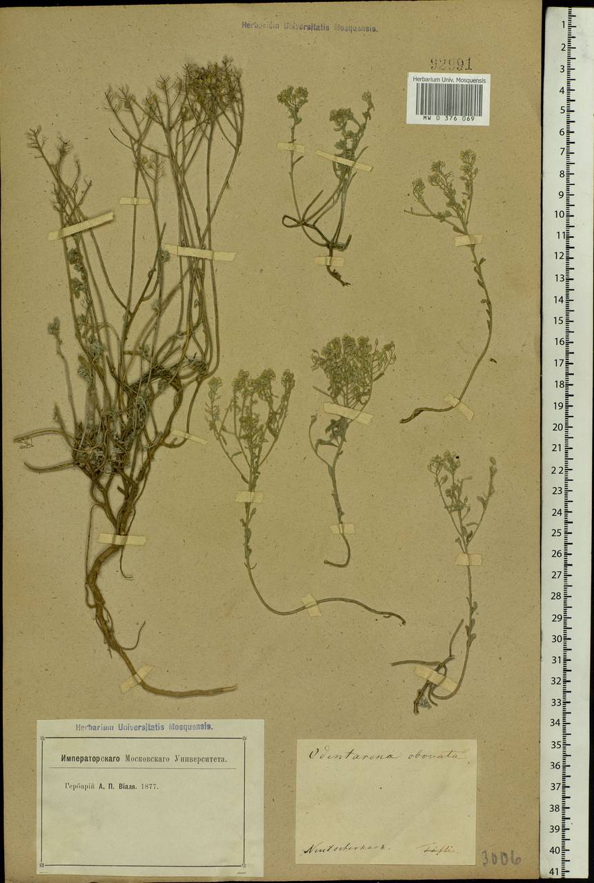 Odontarrhena tortuosa (Waldst. & Kit. ex Willd.) C.A.Mey., Eastern Europe, Rostov Oblast (E12a) (Russia)