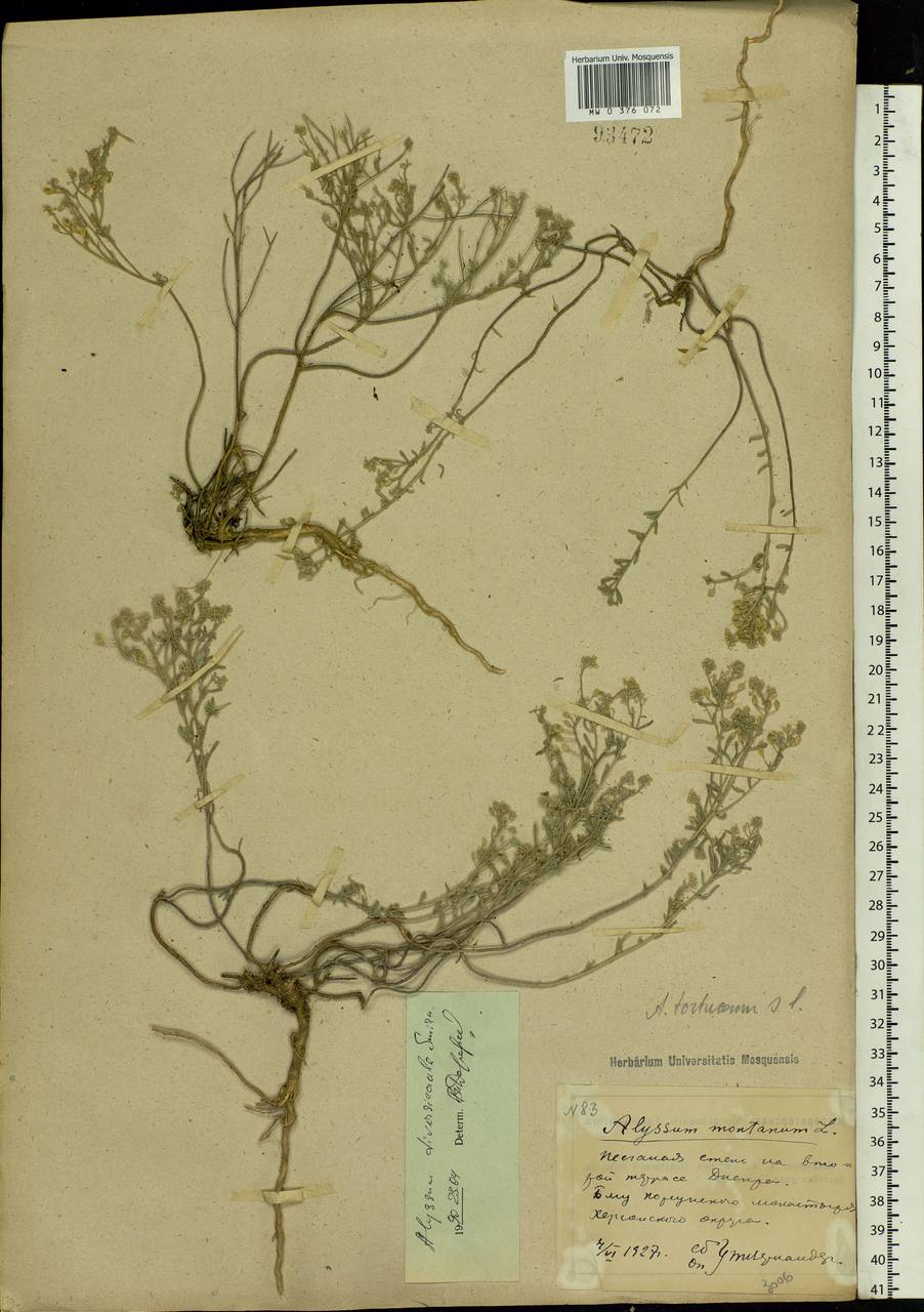 Odontarrhena tortuosa (Waldst. & Kit. ex Willd.) C.A.Mey., Eastern Europe, South Ukrainian region (E12) (Ukraine)