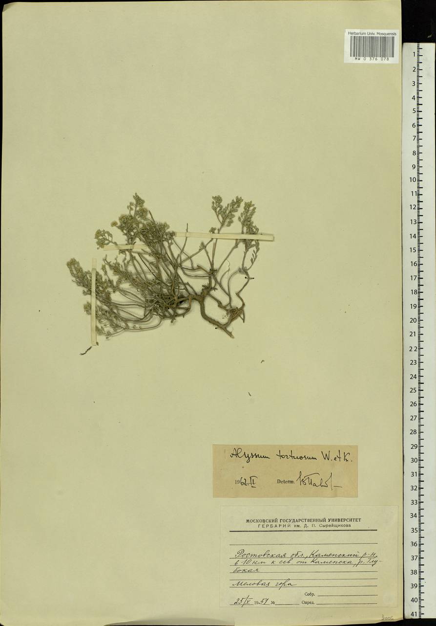 Odontarrhena tortuosa subsp. tortuosa, Eastern Europe, Rostov Oblast (E12a) (Russia)