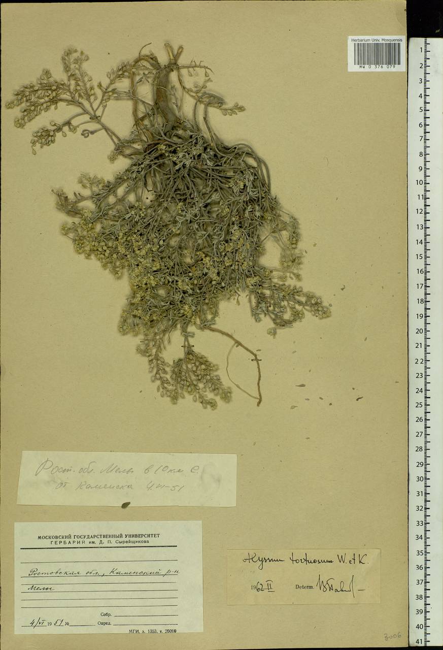 Odontarrhena tortuosa (Waldst. & Kit. ex Willd.) C.A.Mey., Eastern Europe, Rostov Oblast (E12a) (Russia)