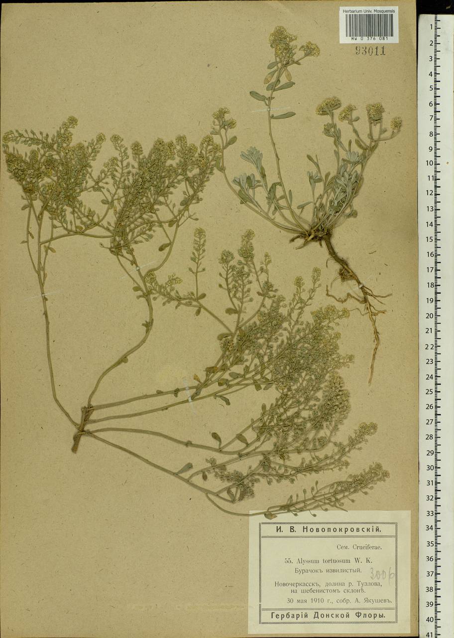 Odontarrhena tortuosa subsp. tortuosa, Eastern Europe, Rostov Oblast (E12a) (Russia)