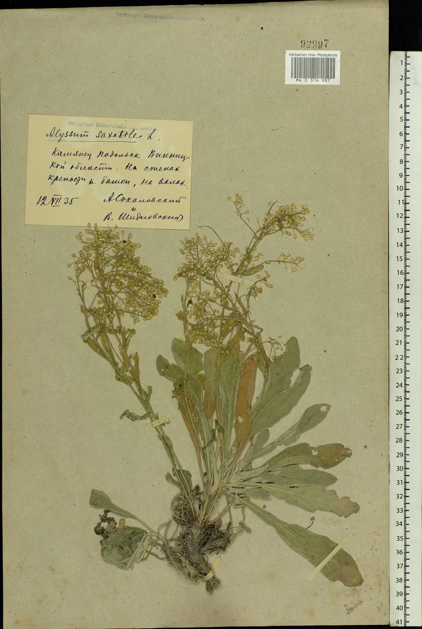 Aurinia saxatilis (L.) Desv., Eastern Europe, North Ukrainian region (E11) (Ukraine)