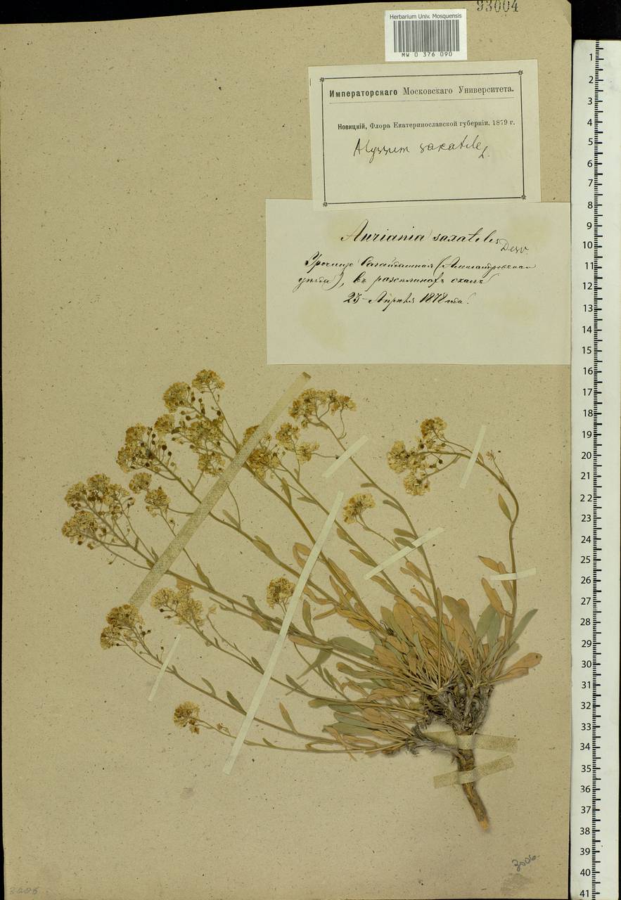 Aurinia saxatilis (L.) Desv., Eastern Europe, South Ukrainian region (E12) (Ukraine)