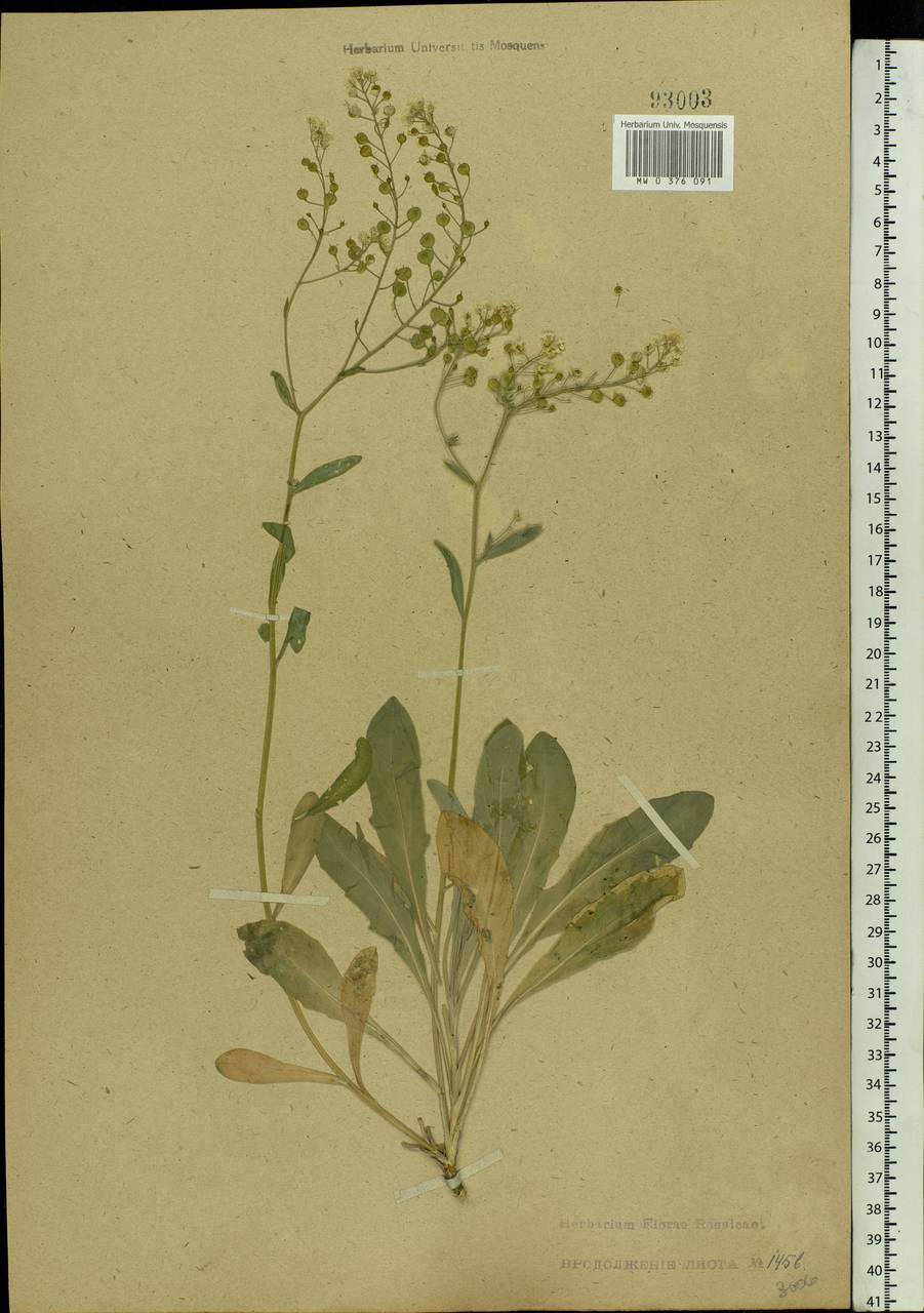Aurinia saxatilis (L.) Desv., Eastern Europe, South Ukrainian region (E12) (Ukraine)
