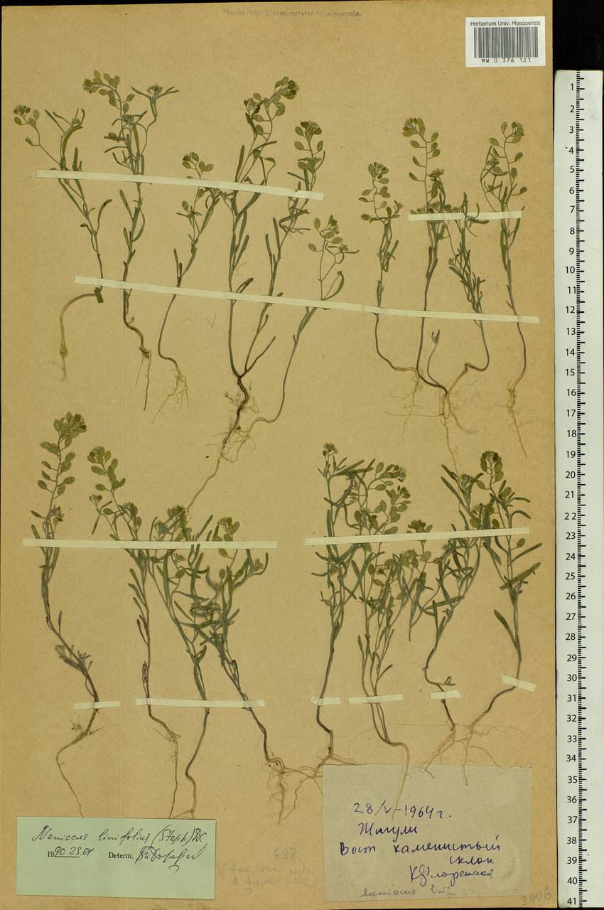 Meniocus linifolius (Stephan ex Willd.) DC., Eastern Europe, Middle Volga region (E8) (Russia)