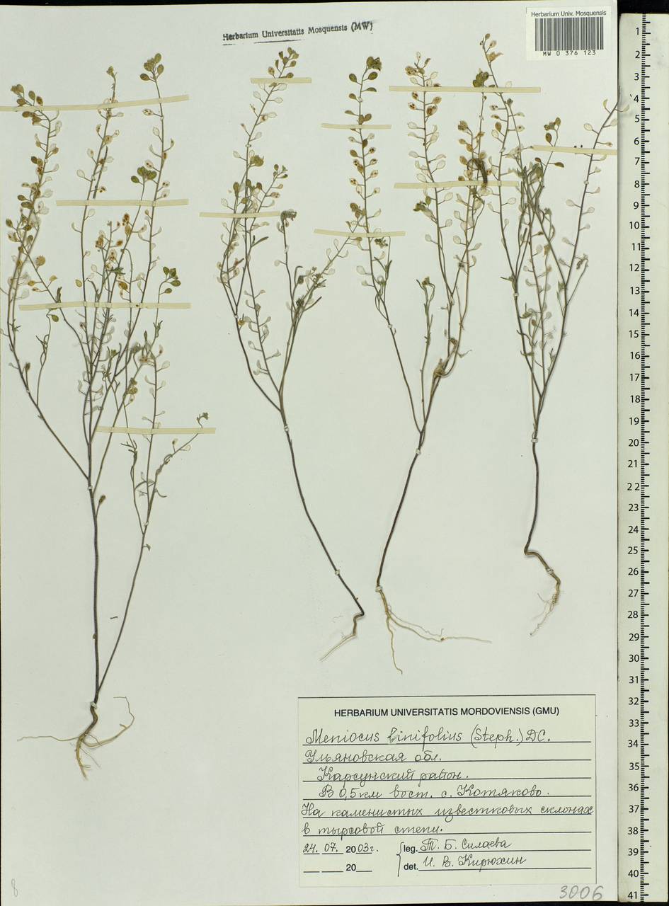 Meniocus linifolius (Stephan ex Willd.) DC., Eastern Europe, Middle Volga region (E8) (Russia)