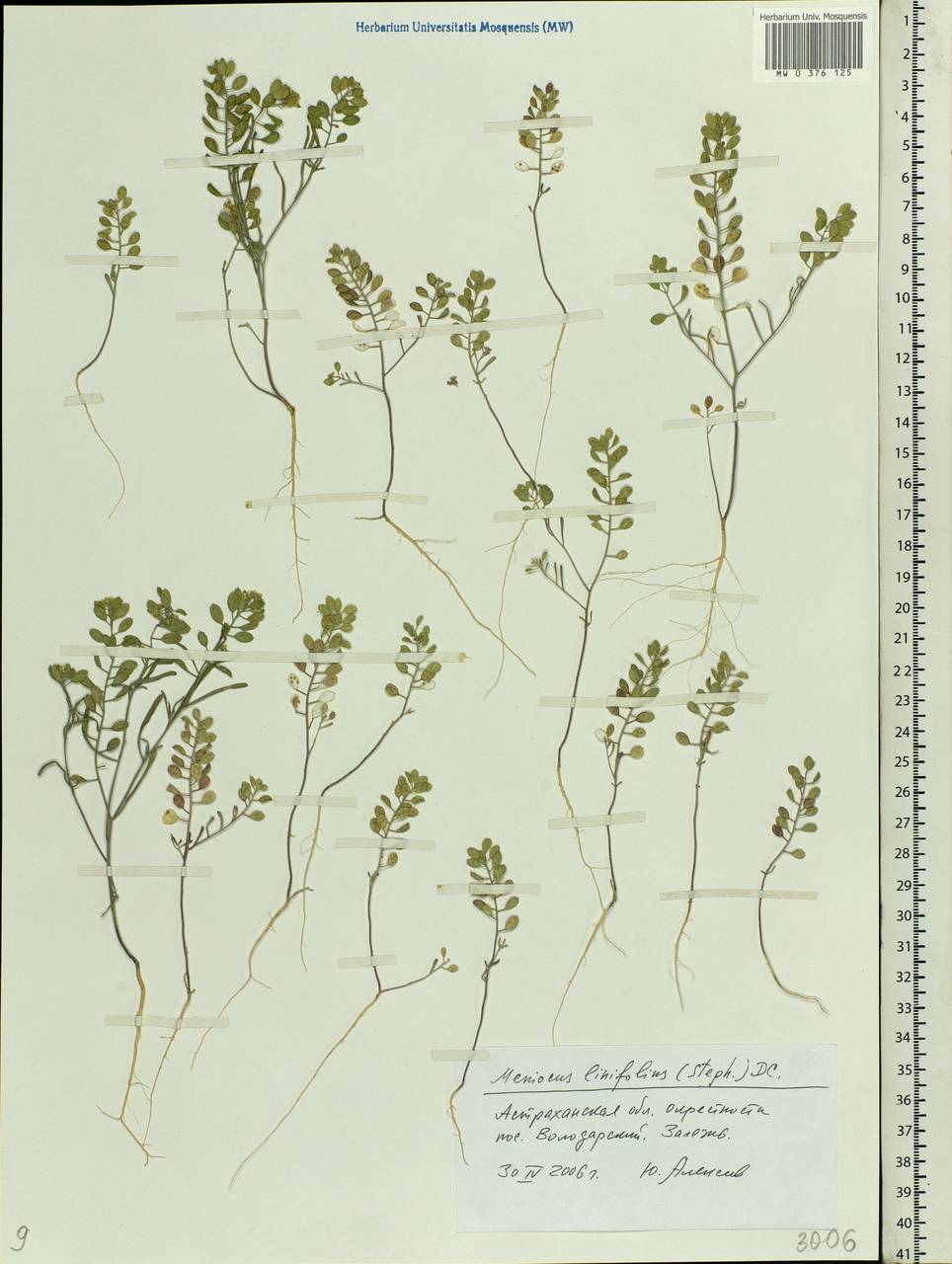 Meniocus linifolius (Stephan ex Willd.) DC., Eastern Europe, Lower Volga region (E9) (Russia)