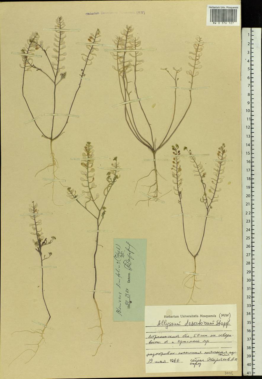 Meniocus linifolius (Stephan ex Willd.) DC., Eastern Europe, Lower Volga region (E9) (Russia)