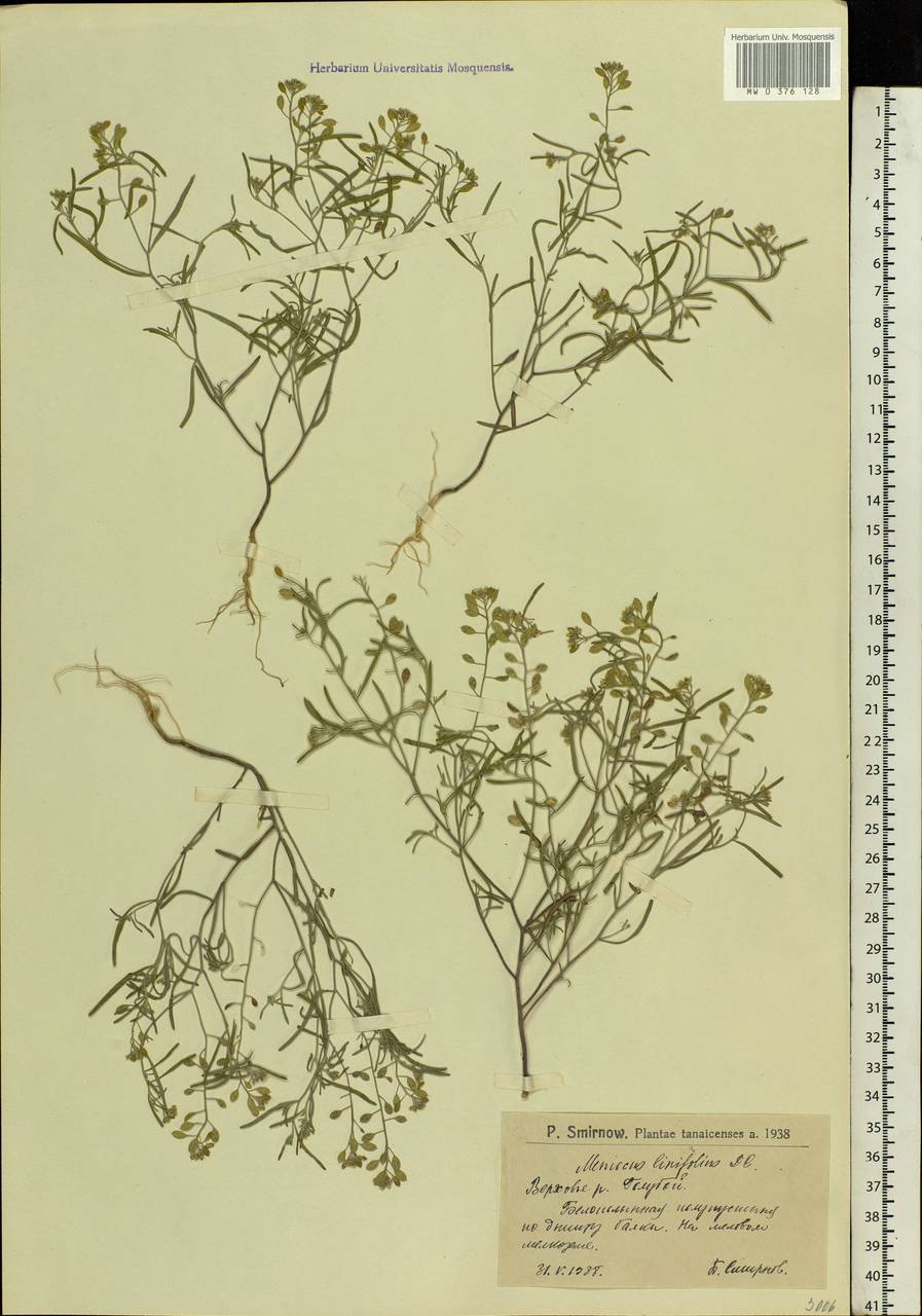 Meniocus linifolius (Stephan ex Willd.) DC., Eastern Europe, Lower Volga region (E9) (Russia)