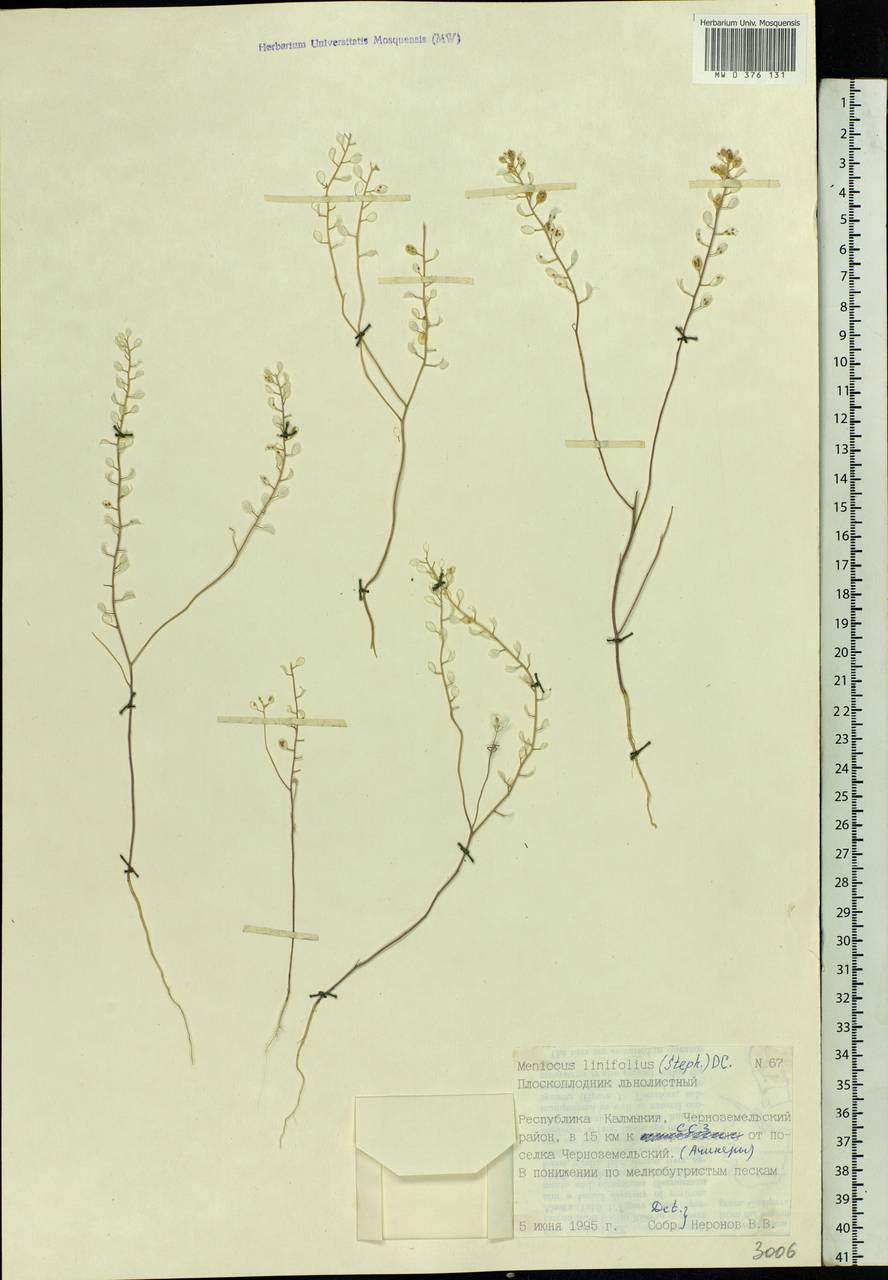 Meniocus linifolius (Stephan ex Willd.) DC., Eastern Europe, Lower Volga region (E9) (Russia)