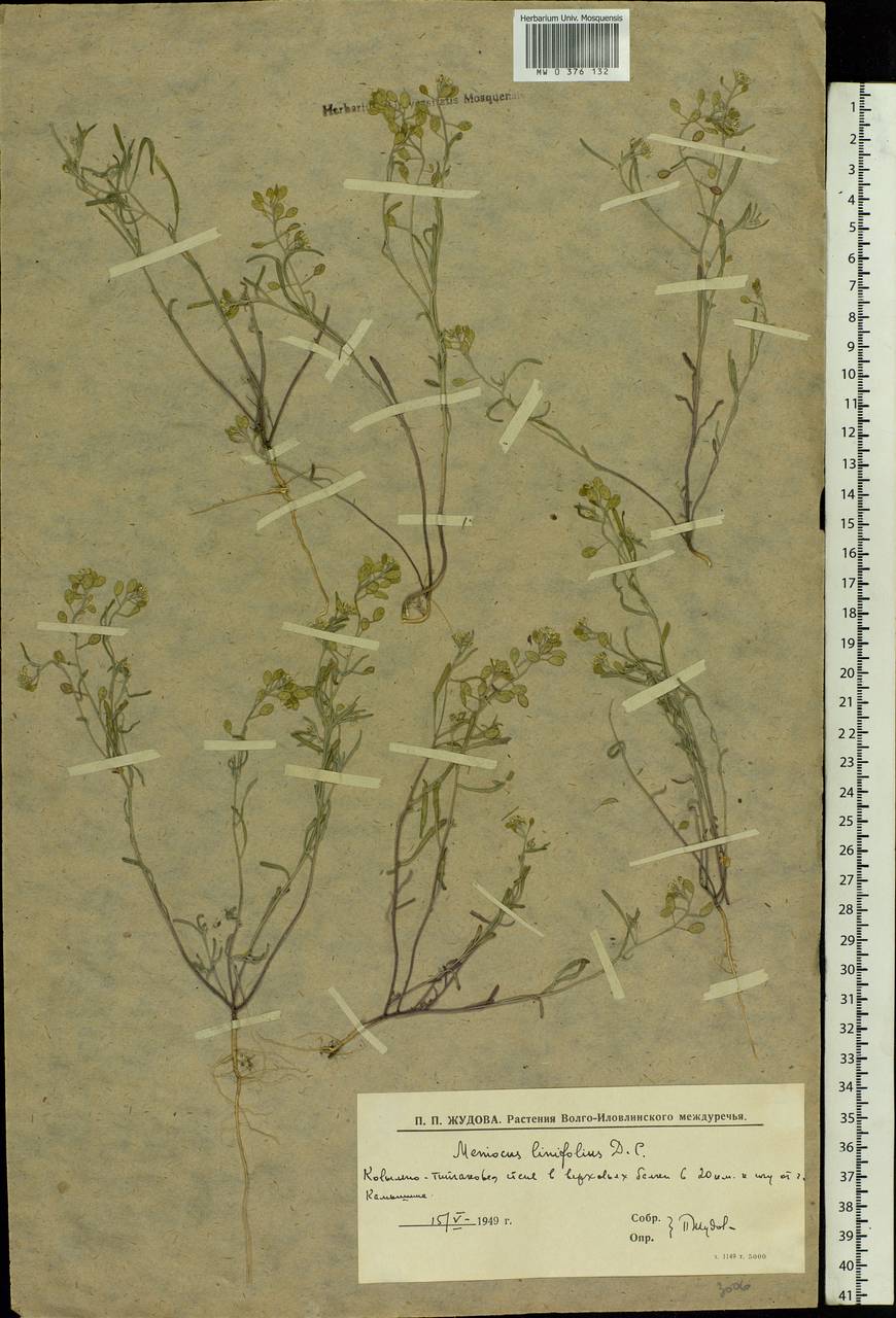 Meniocus linifolius (Stephan ex Willd.) DC., Eastern Europe, Lower Volga region (E9) (Russia)