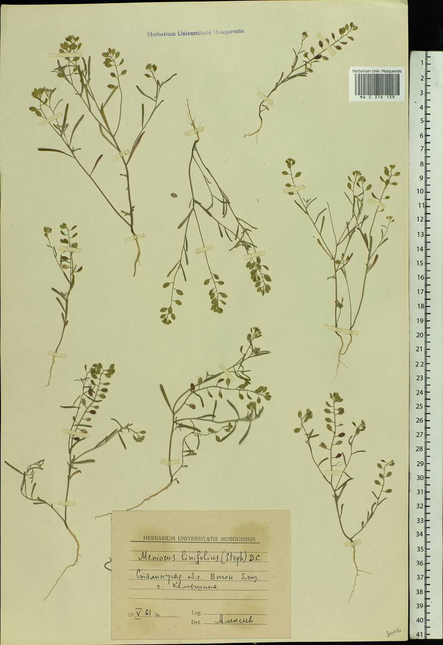 Meniocus linifolius (Stephan ex Willd.) DC., Eastern Europe, Lower Volga region (E9) (Russia)