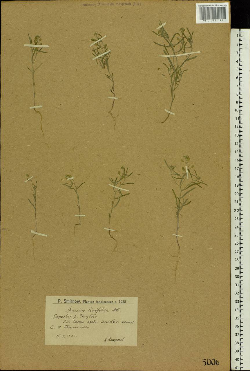 Meniocus linifolius (Stephan ex Willd.) DC., Eastern Europe, Lower Volga region (E9) (Russia)