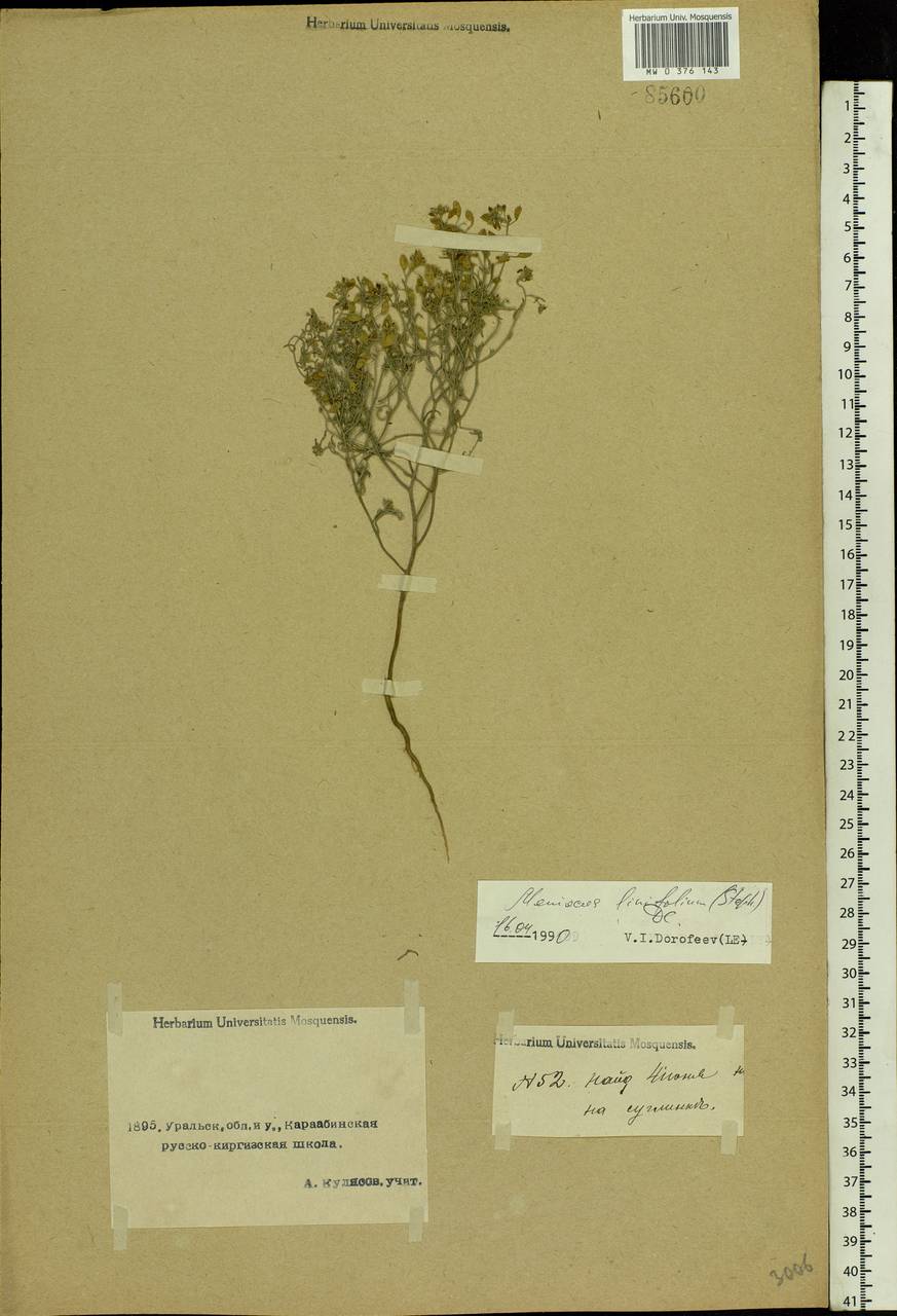 Meniocus linifolius (Stephan ex Willd.) DC., Middle Asia, Caspian Ustyurt & Northern Aralia (M8) (Kazakhstan)