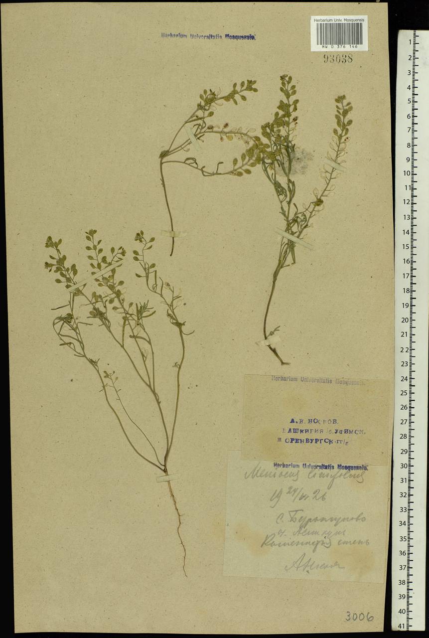 Meniocus linifolius (Stephan ex Willd.) DC., Eastern Europe, Eastern region (E10) (Russia)