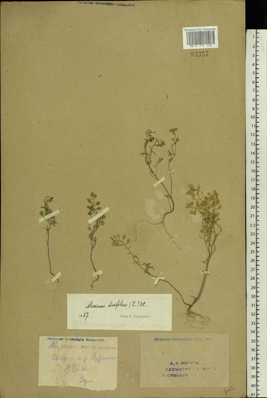 Meniocus linifolius (Stephan ex Willd.) DC., Eastern Europe, Eastern region (E10) (Russia)
