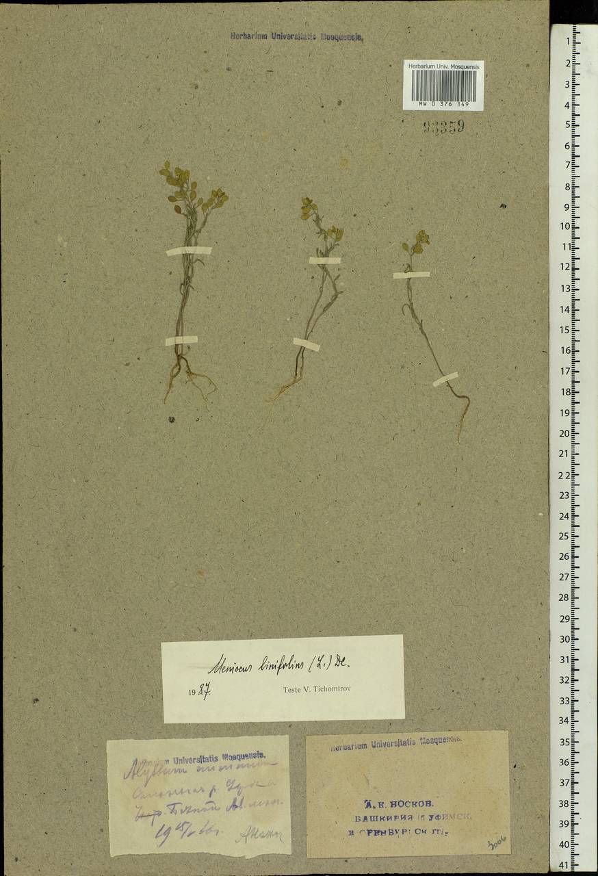 Meniocus linifolius (Stephan ex Willd.) DC., Eastern Europe, Eastern region (E10) (Russia)