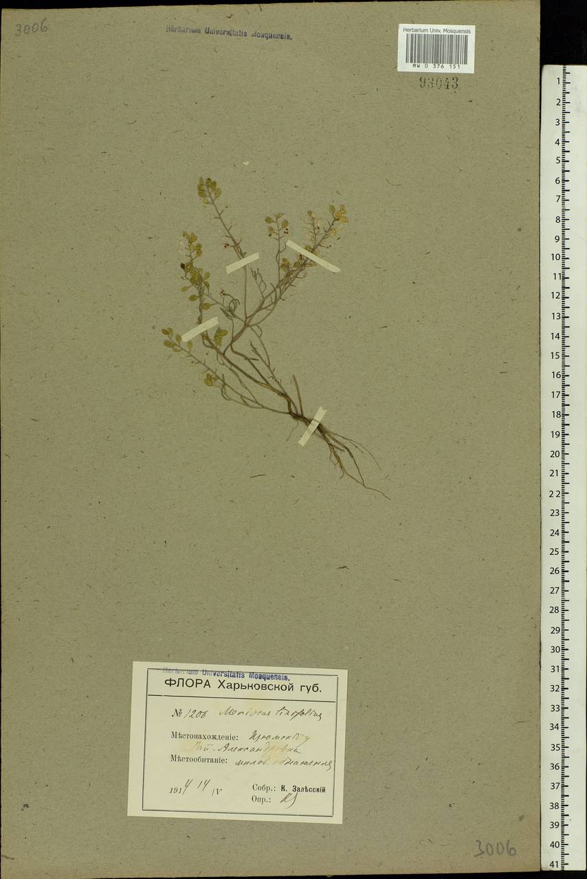 Meniocus linifolius (Stephan ex Willd.) DC., Eastern Europe, South Ukrainian region (E12) (Ukraine)