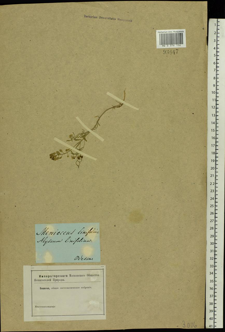 Meniocus linifolius (Stephan ex Willd.) DC., Eastern Europe, South Ukrainian region (E12) (Ukraine)