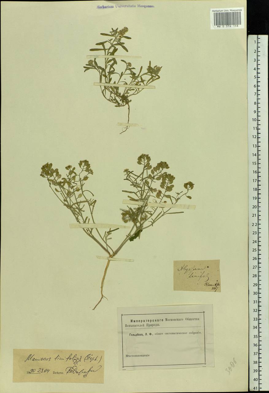 Meniocus linifolius (Stephan ex Willd.) DC., Eastern Europe, Lower Volga region (E9) (Russia)