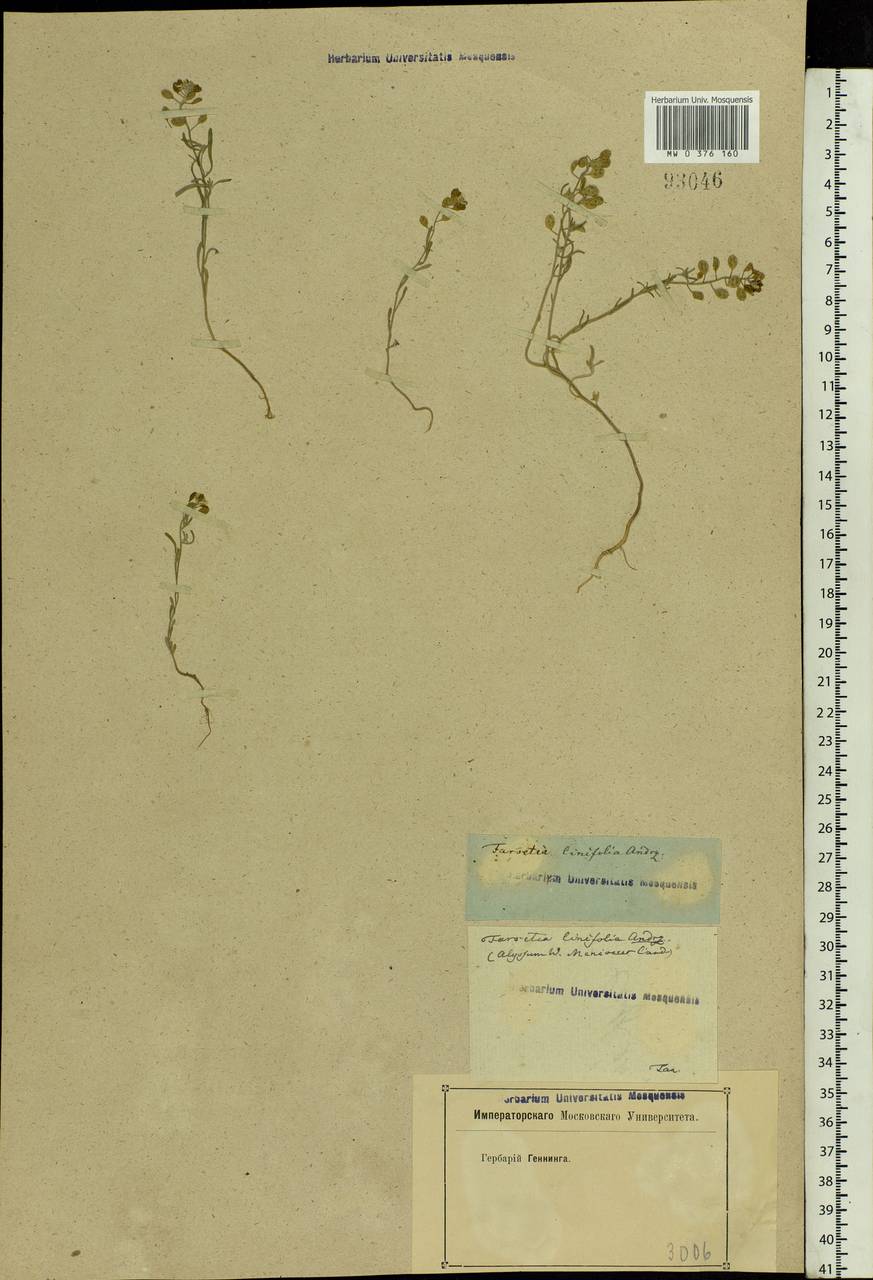 Meniocus linifolius (Stephan ex Willd.) DC., Eastern Europe, Rostov Oblast (E12a) (Russia)