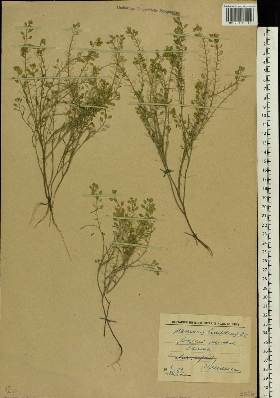 Meniocus linifolius (Stephan ex Willd.) DC., Eastern Europe, Rostov Oblast (E12a) (Russia)