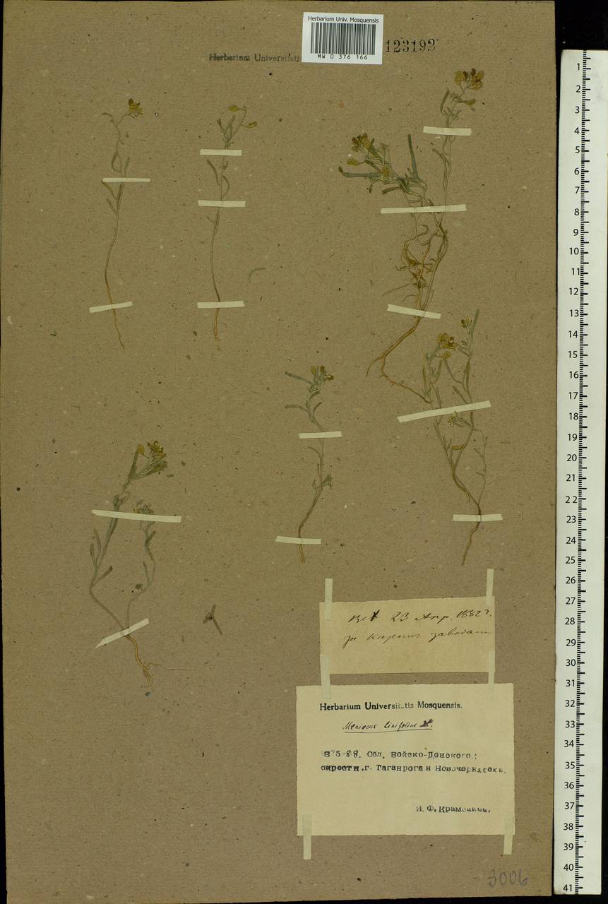 Meniocus linifolius (Stephan ex Willd.) DC., Eastern Europe, Rostov Oblast (E12a) (Russia)