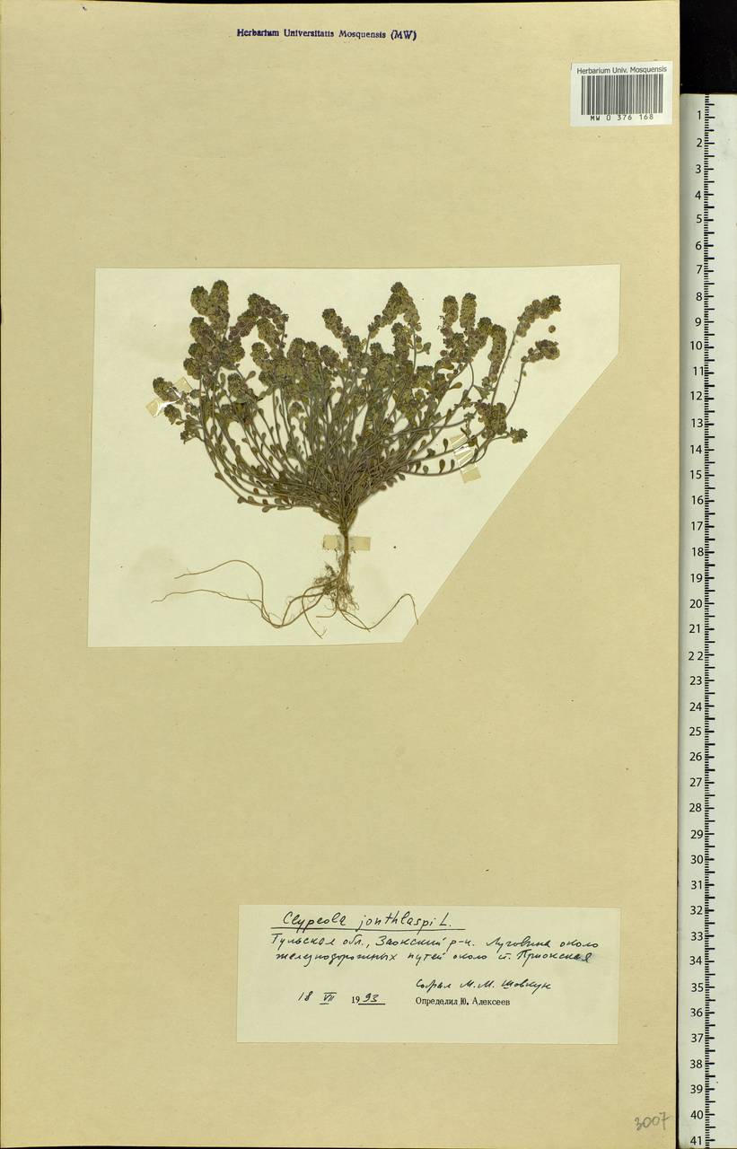 Clypeola jonthlaspi L., Eastern Europe, Central region (E4) (Russia)