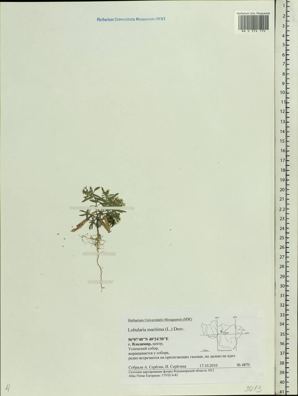 Lobularia maritima (L.) Desv., Eastern Europe, Central region (E4) (Russia)