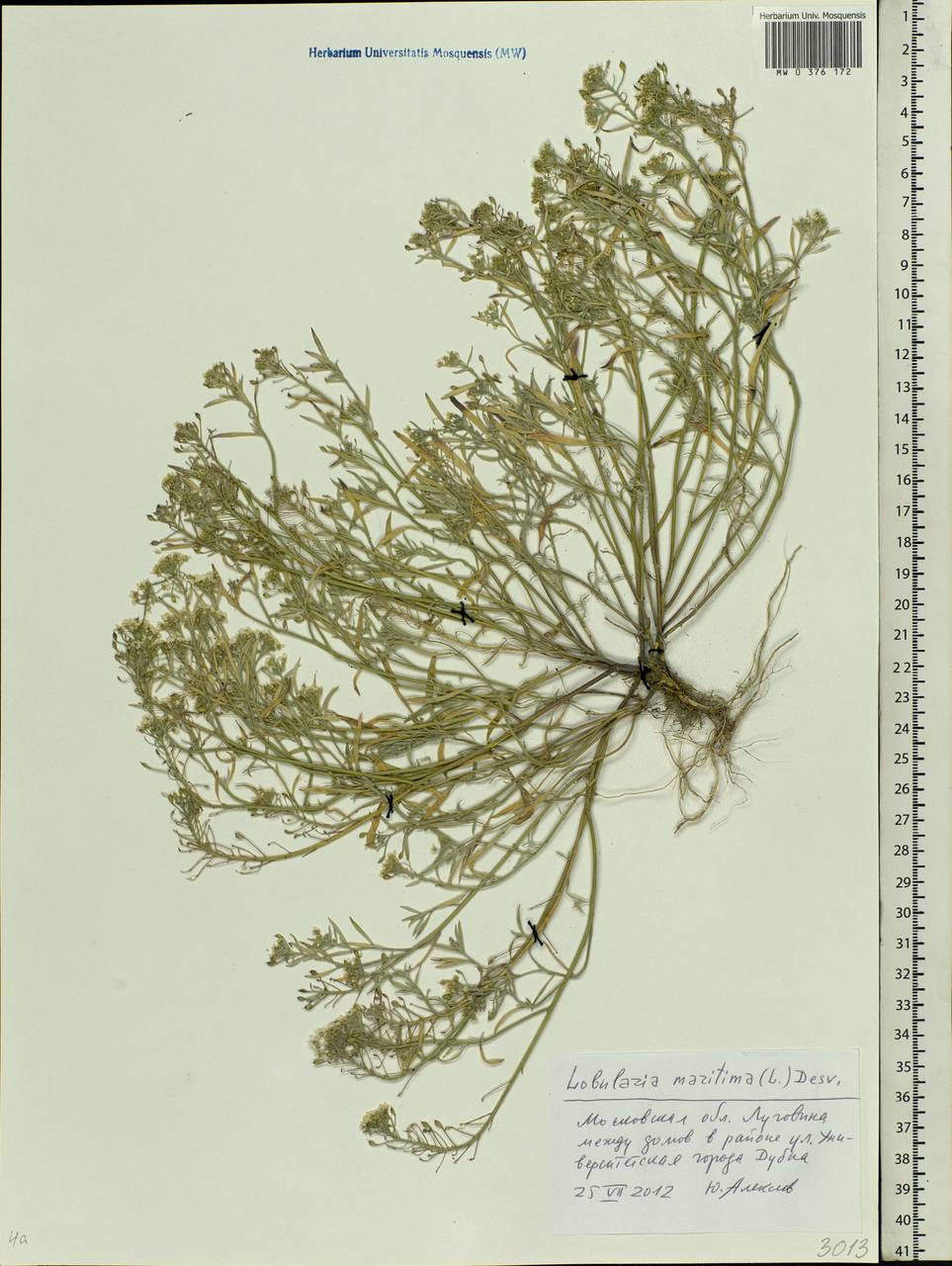 Lobularia maritima (L.) Desv., Eastern Europe, Moscow region (E4a) (Russia)