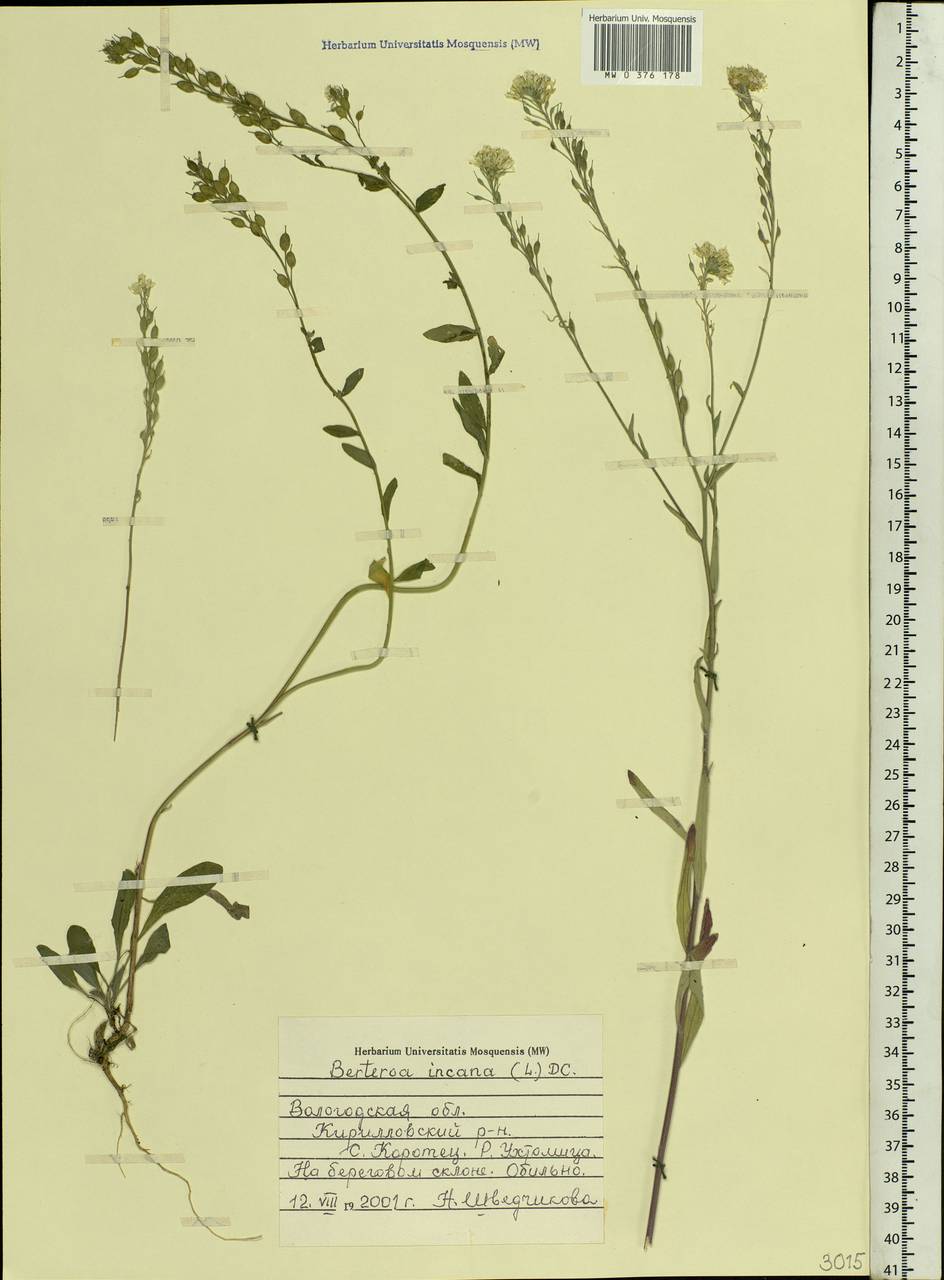 Berteroa incana (L.) DC., Eastern Europe, Northern region (E1) (Russia)